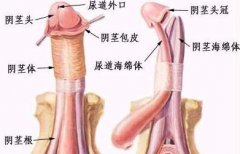 引起男性尿道炎的原因都有哪