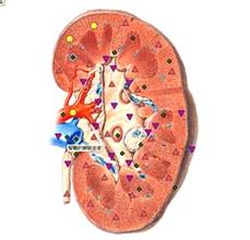 預(yù)防膀胱炎的十大要素